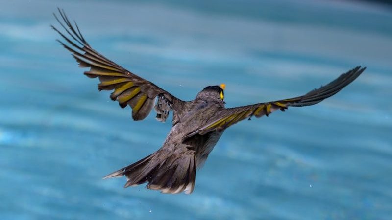 Bird flying over a blue swimming pool
