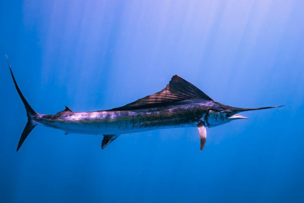a large fish is swimming in the water