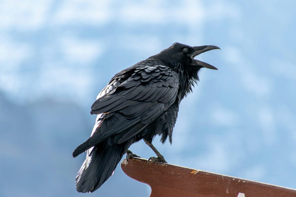 a black bird sitting on top of a wooden post