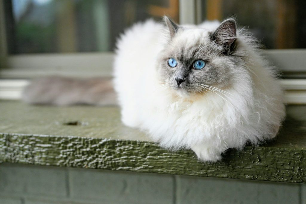 white and gray long fur cat on green wooden surface