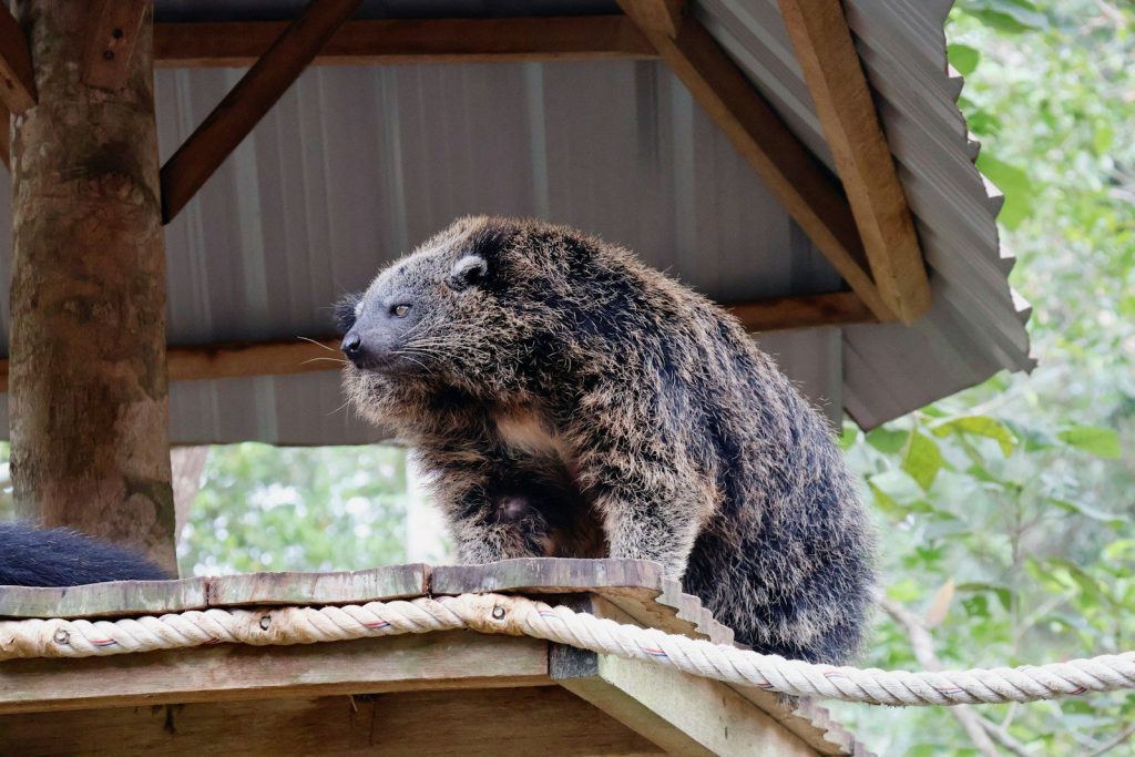 A binturong sits on a wooden platform under a roof.