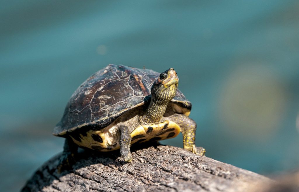 a small turtle sitting on top of a log