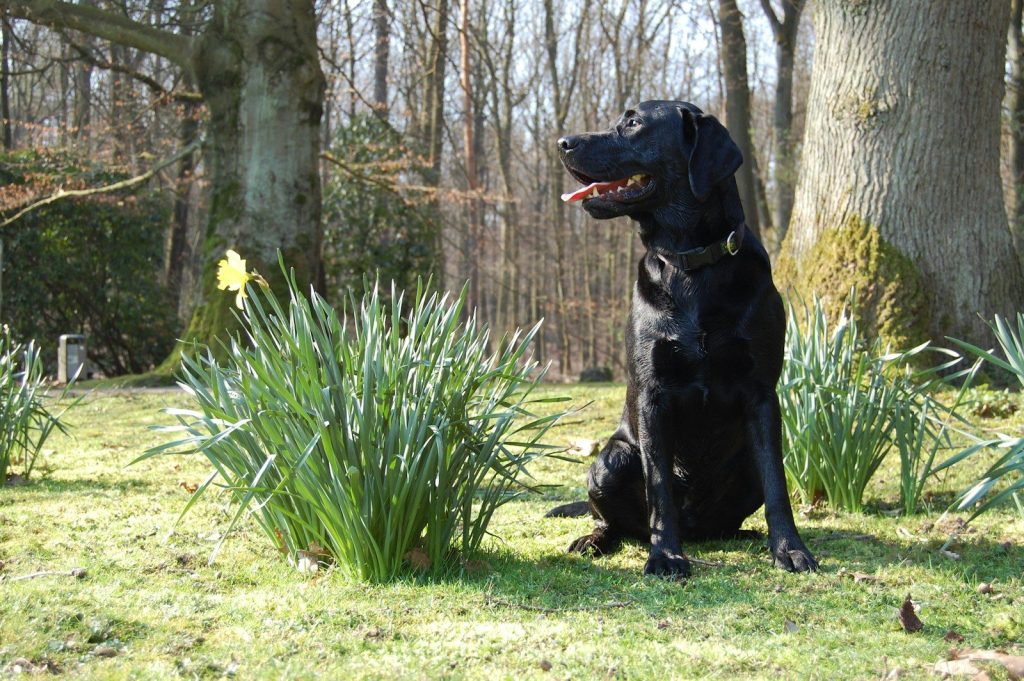 black labrador retriever sitting on green grass field during daytime