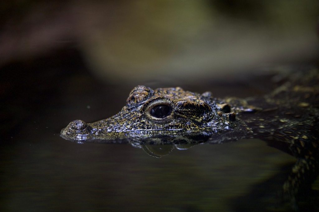 crocodile, nature, alligator, wildlife, reptile, water, predator, dangerous, animal