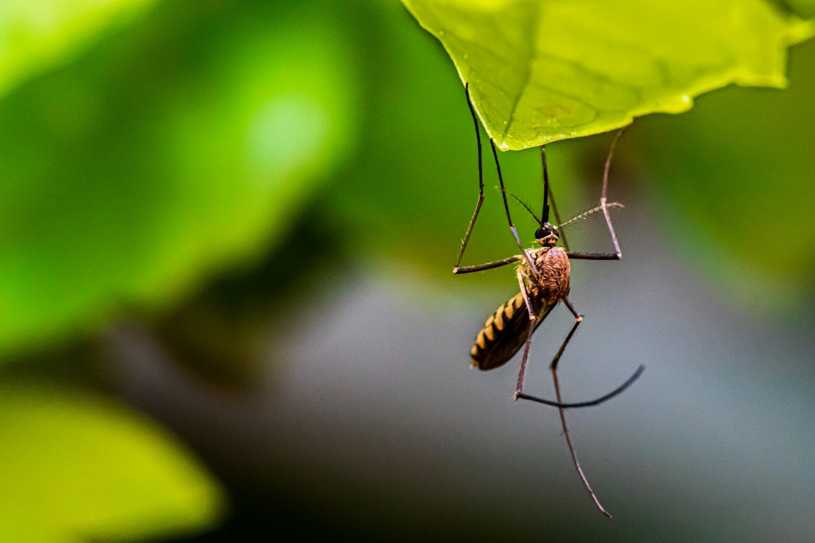 The Science Behind Why Mosquitoes Always Choose You