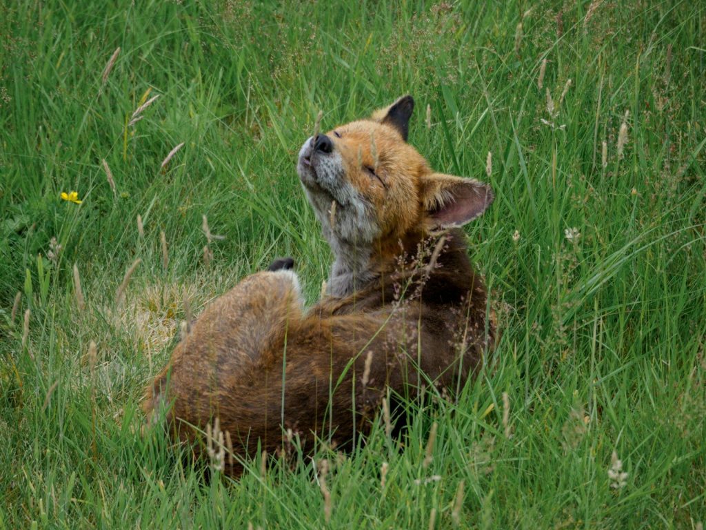 brown fox on green grass field during daytime