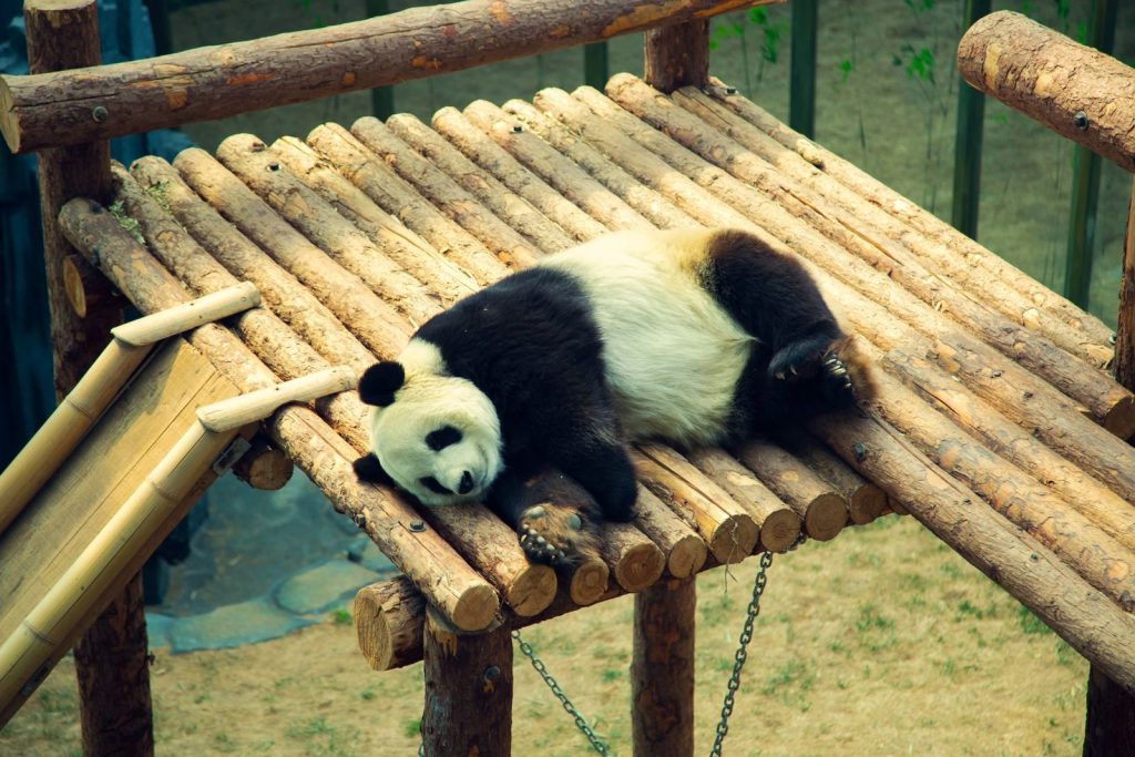 Giant panda resting on a wooden platform, showcasing its playful and cute nature in a zoo.