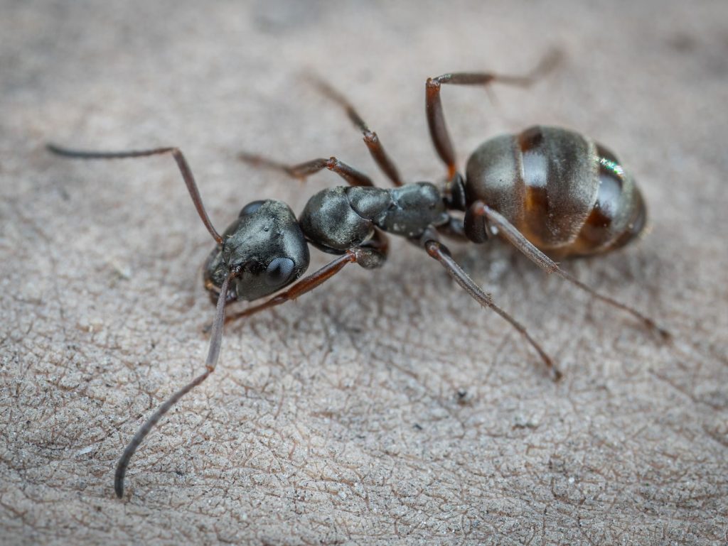 Detailed macro image of an ant showcasing its features on a rough, textured background.