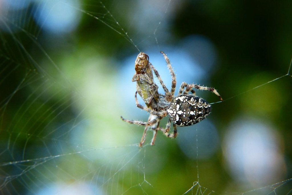 spider, arachnid, insect, animal, nature, invertebrate, arthropod, close up, spider's web, environment, biology