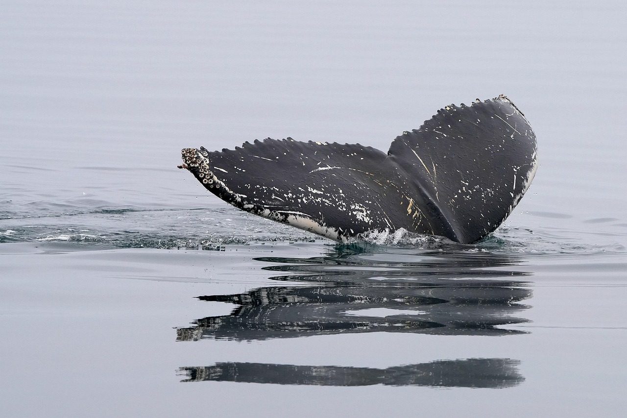 whale, humpback whale, tail fin, ocean, dive, nature, sea