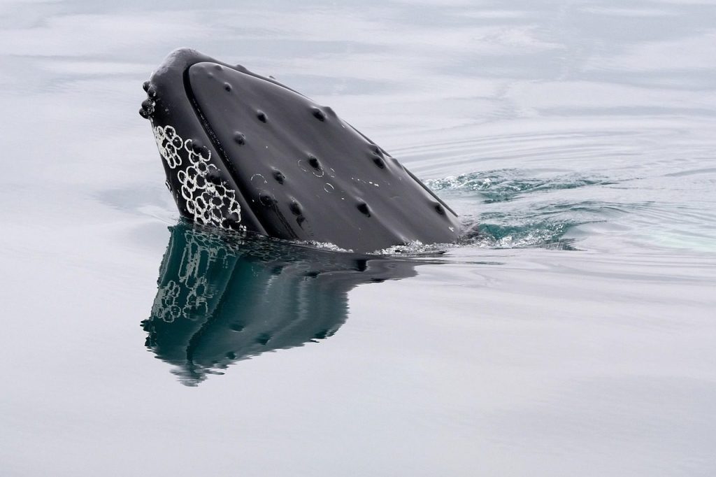 whale, humpback whale, iceland, animal, nature, wildlife, whale, whale, whale, whale, whale, humpback whale, iceland, iceland, iceland, iceland, wildlife, wildlife