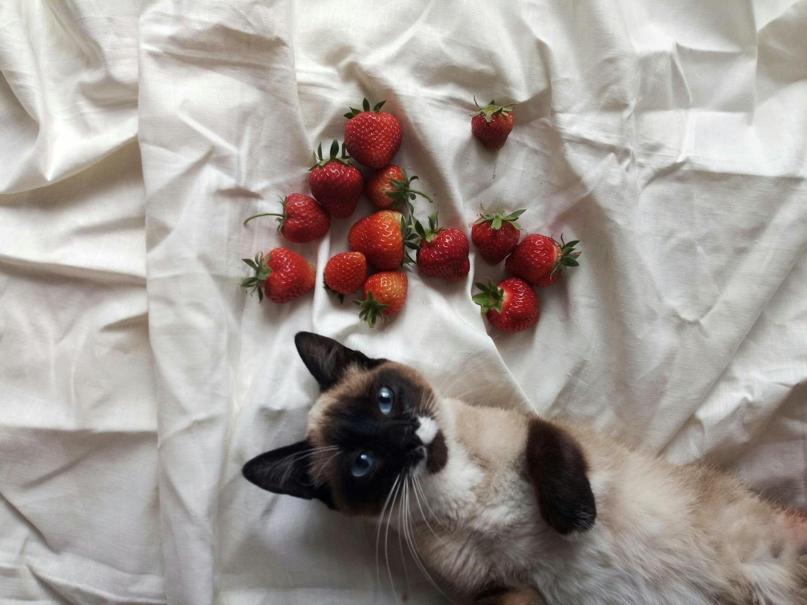 A Siamese cat lies on a white sheet with fresh strawberries, creating a cute and cozy scene.