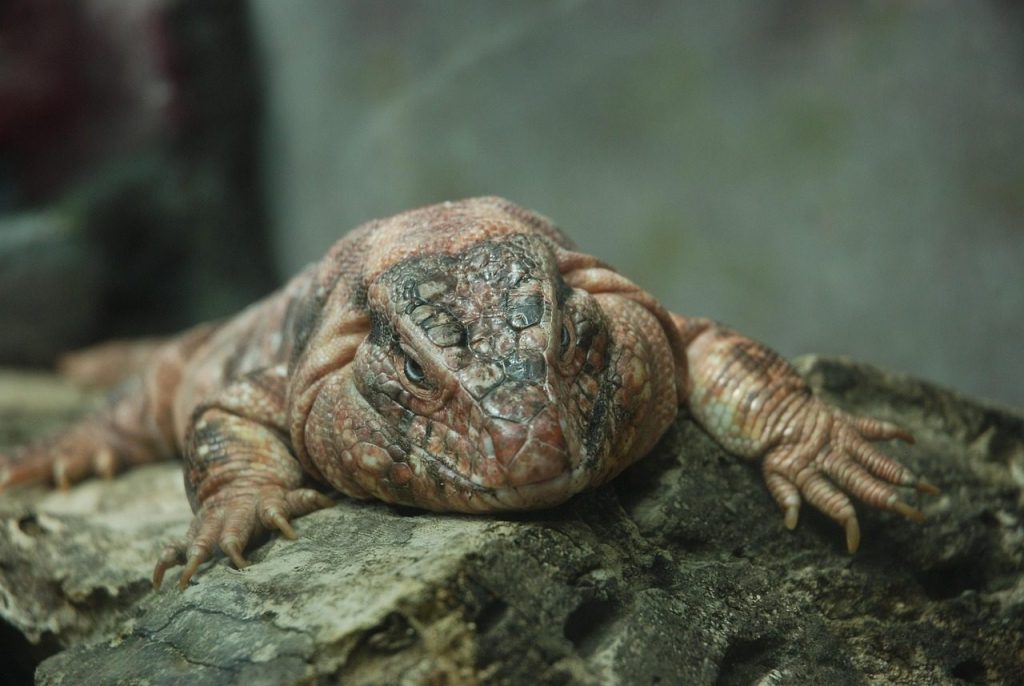 red tegu, lizard, reptile, pet, animal, wildlife, terrarium, portrait