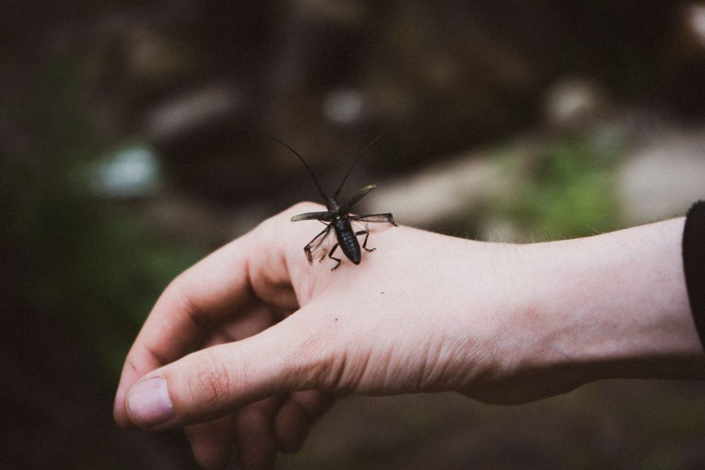 Macro shot of a black insect perched on a human hand outdoors. Nature and human interaction.