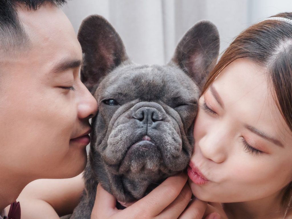 Close-up of a couple affectionately holding their French bulldog.