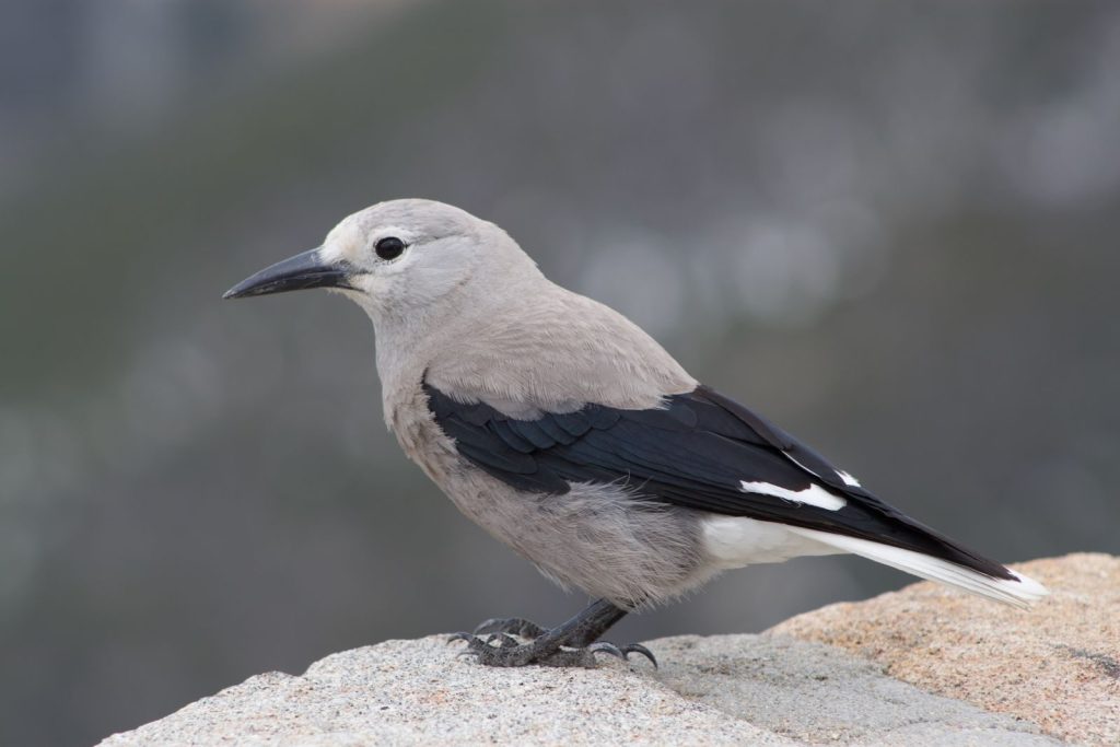 Close-up of Clark's Nutcracker perched on a rock. Perfect for birdwatching and ornithology enthusiasts.