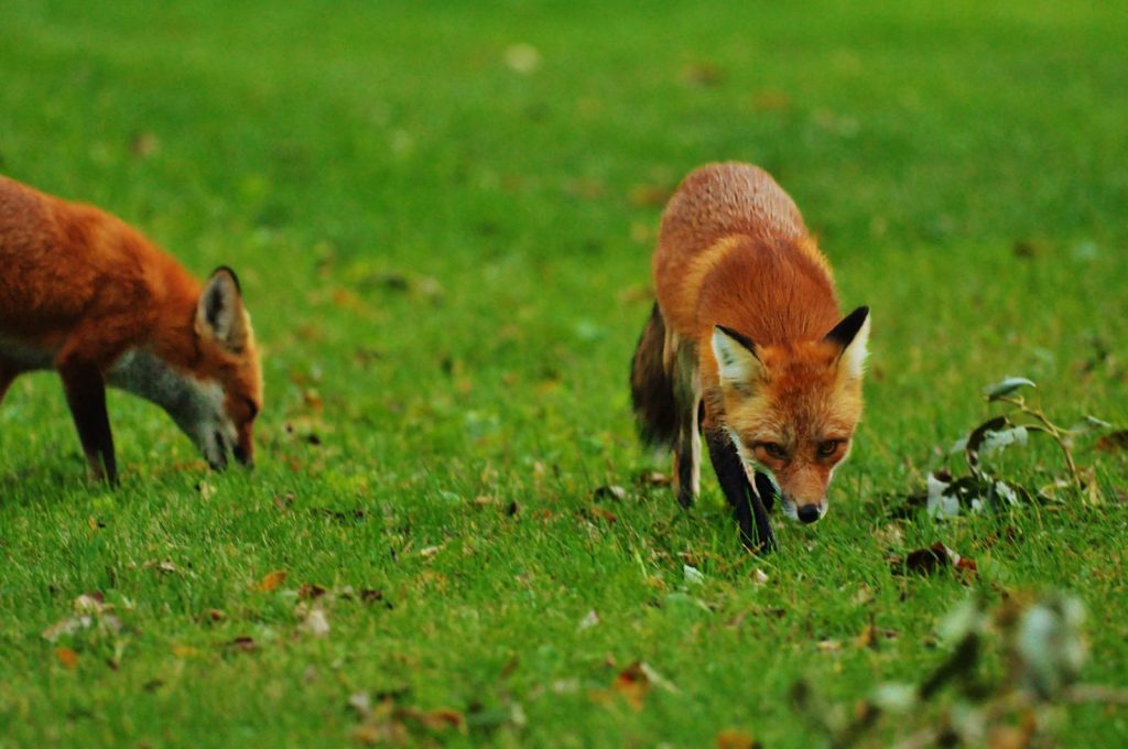 Two red foxes foraging in a lush green meadow, showcasing wildlife behavior.