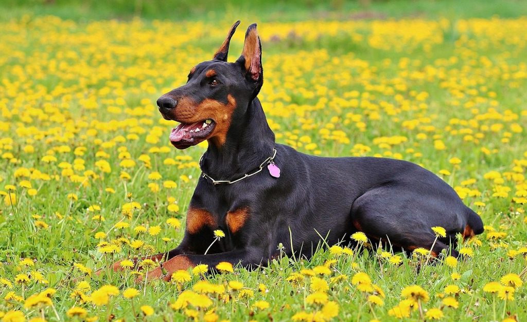 doberman, dog, nature, pet, animal, dobermann