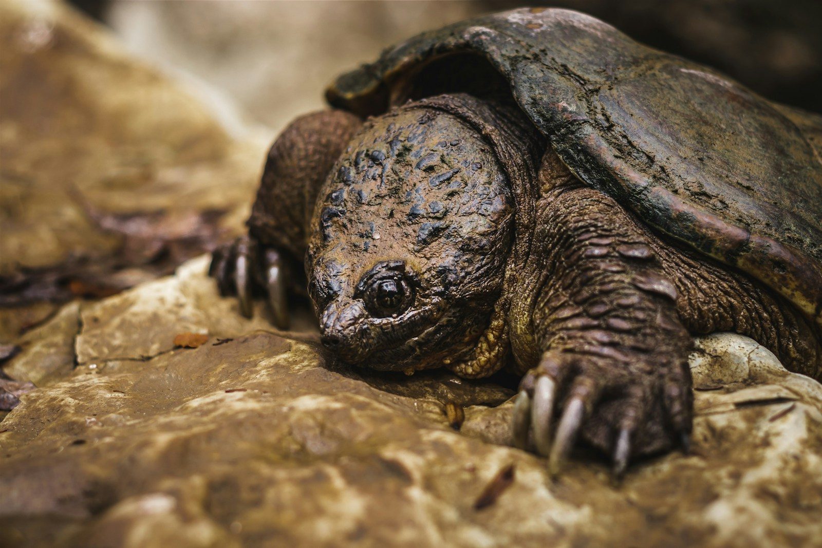 a small turtle on a rock