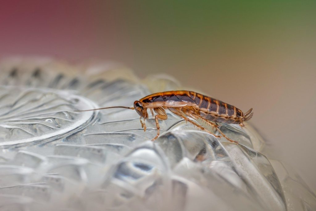 a close up of a bug on a glass plate