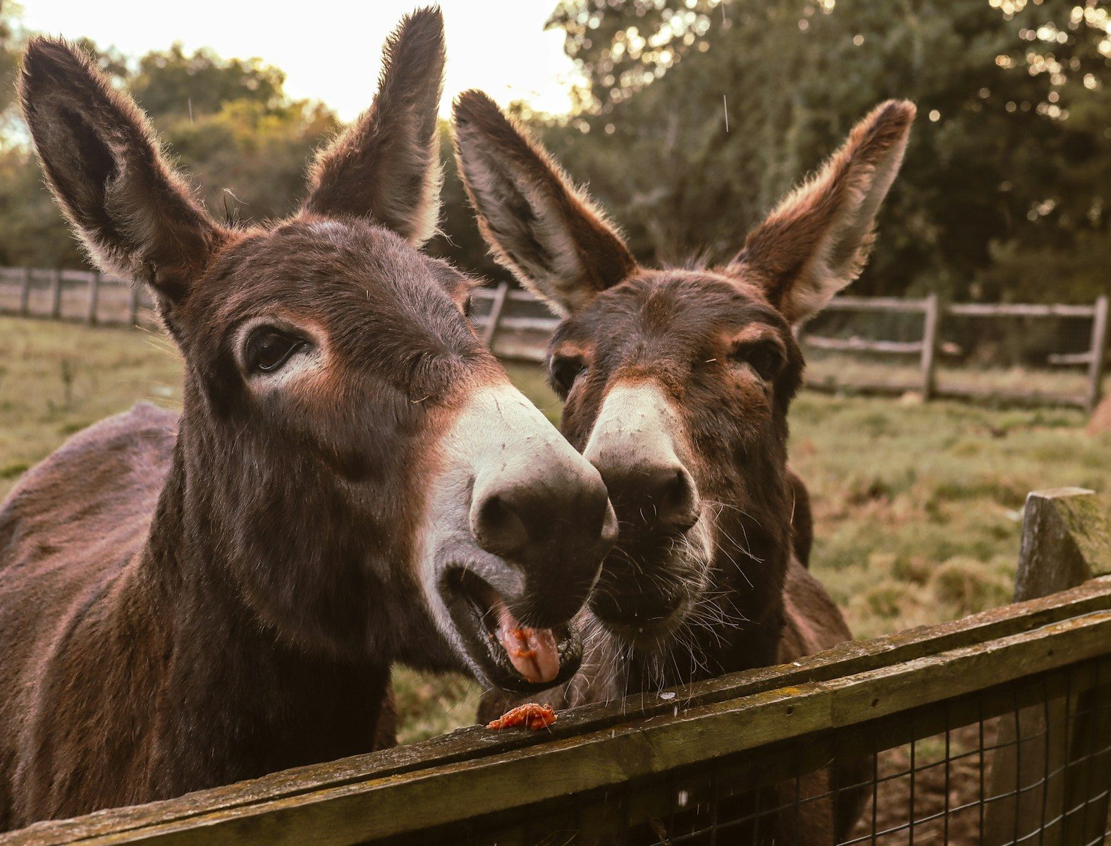 Two donkeys standing next to each other near a fence