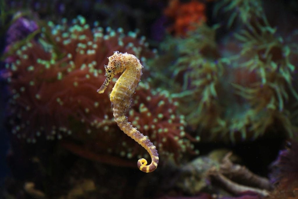 A detailed view of a seahorse swimming in a colorful coral aquarium, showcasing its unique textures and shapes.