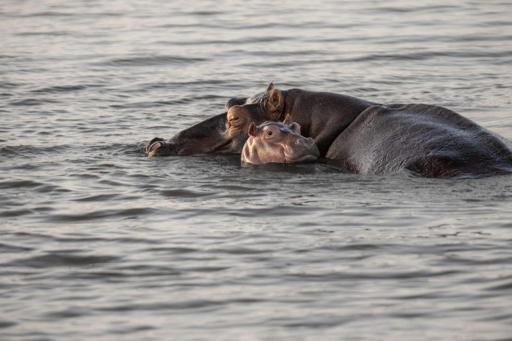 hippopotamus, hippo, baby hippo, wildlife, nature, family, child, africa