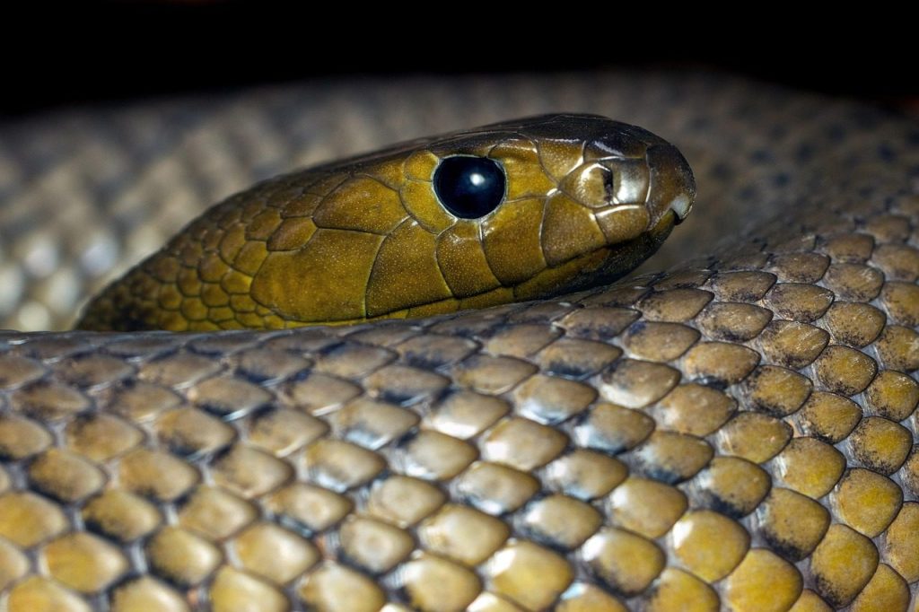 taipan, reptile, snake, australia, wildlife, dangerous, fatal, venomous, inland taipan, most venomous
