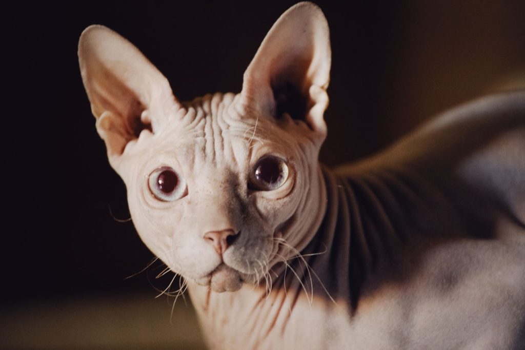 Detailed close-up portrait of a curious Sphynx cat, showcasing its distinctive features.