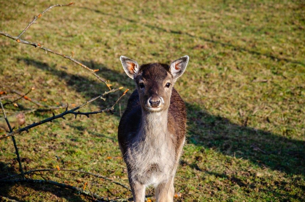 fallow deer, deer, nature, forest, wild, mammal, wildlife, animal, fawn, red deer, wildlife park, laugh, pleasure, happy, smile