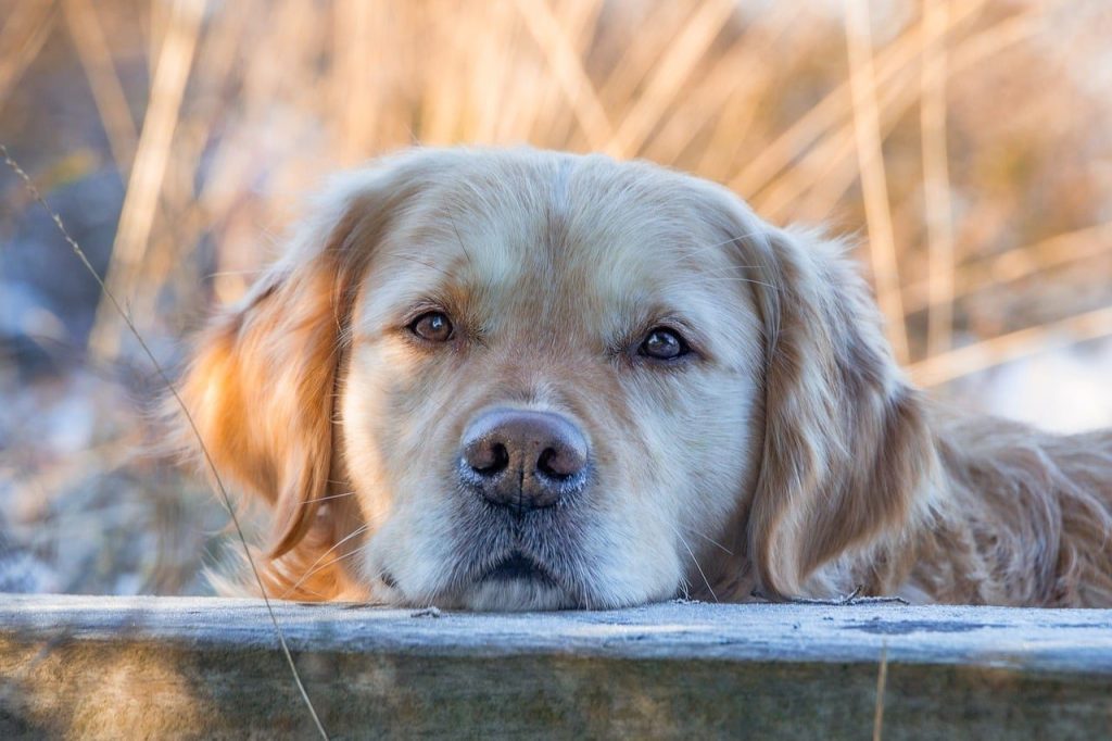 dog, are, animal, eyes, pet, portrait