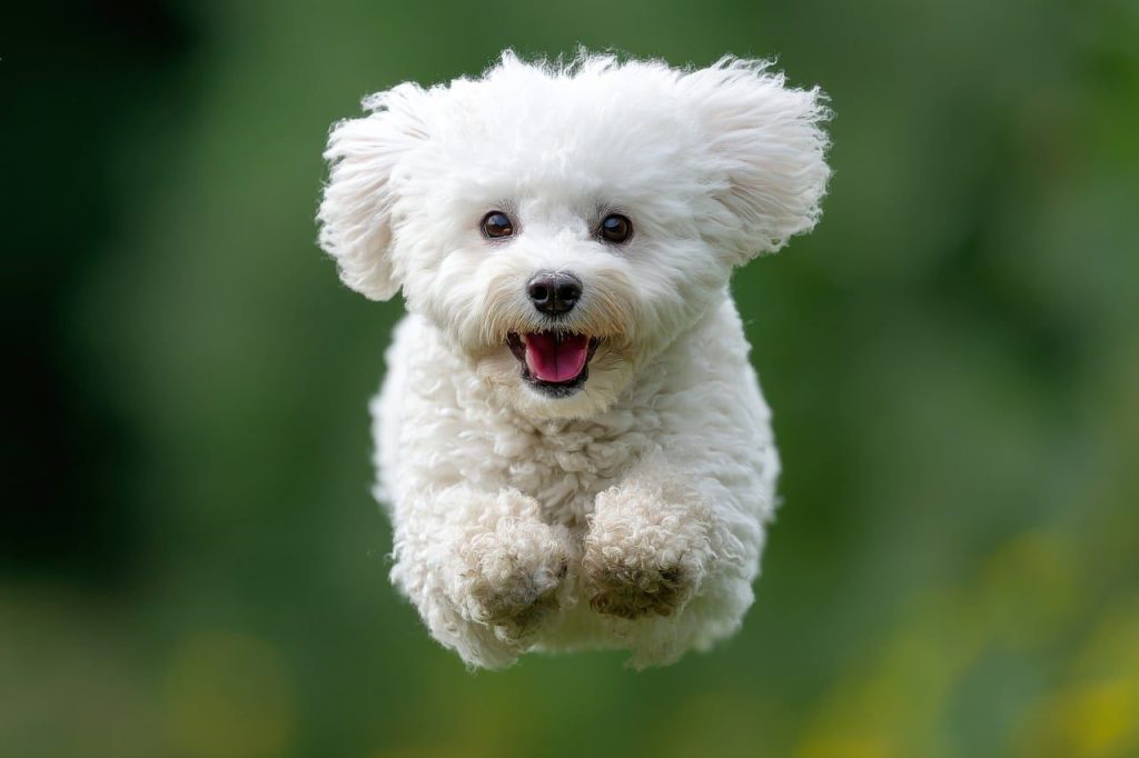 ai generated, dog, puppy, white, fluffy, cute, adorable, jumping, happy, playful, nature, pet, animal, small