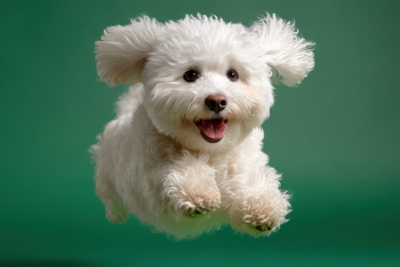 ai generated, dog, puppy, nature, white, fluffy, small, cute, adorable, pet, animal, mammal, jumping, happy, smiling