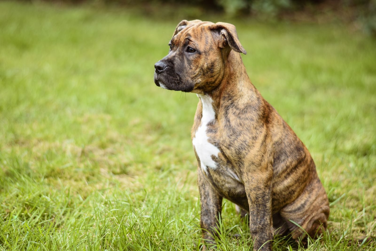 A close-up of a brindle dog seated on a grassy field, looking attentively.