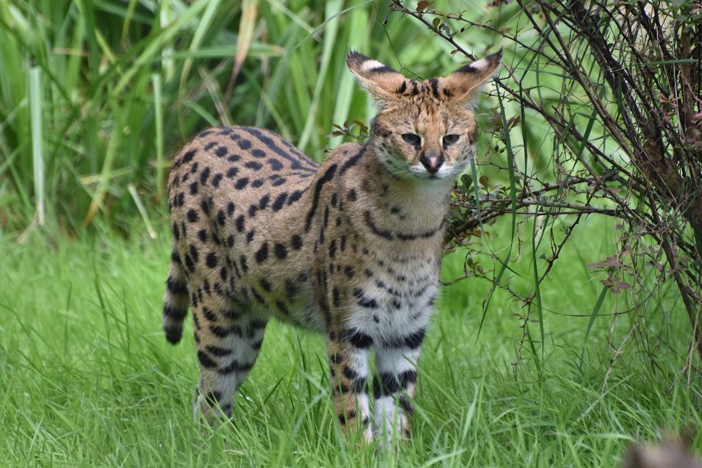 A stunning serval standing amidst lush greenery, showcasing its wild majesty.