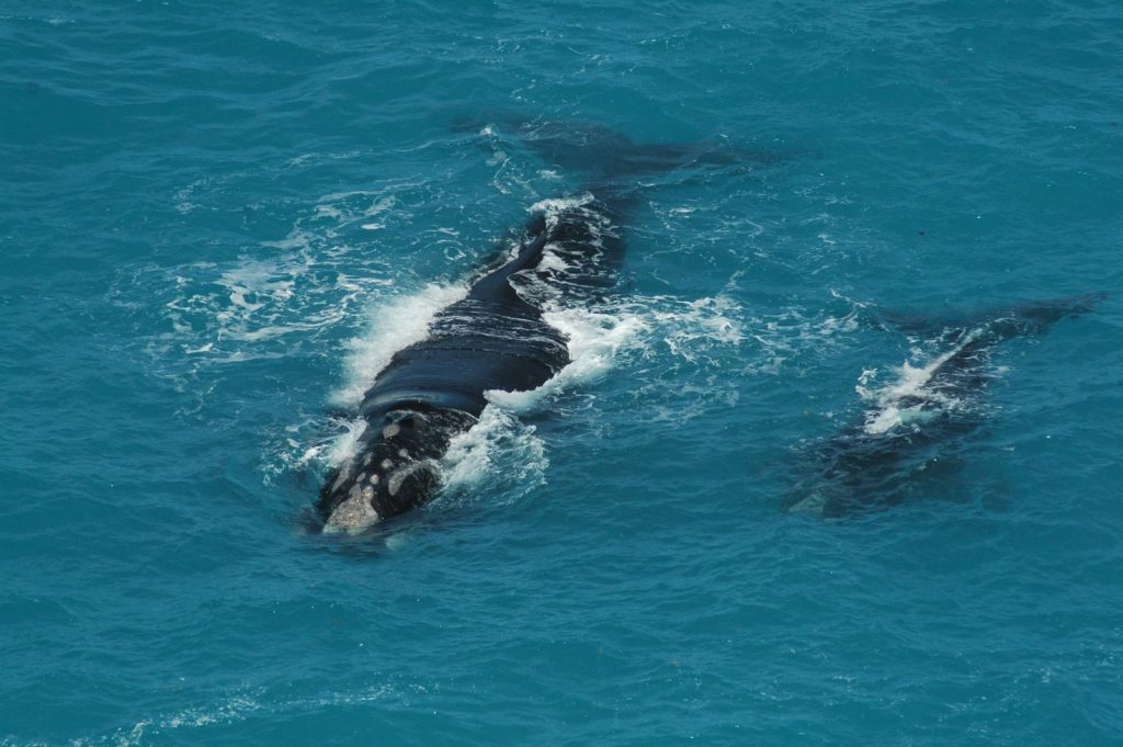 Aerial view of southern right whale and calf swimming in clear Australian waters.