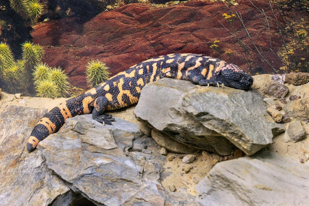 A gila monster rests on a large rock.