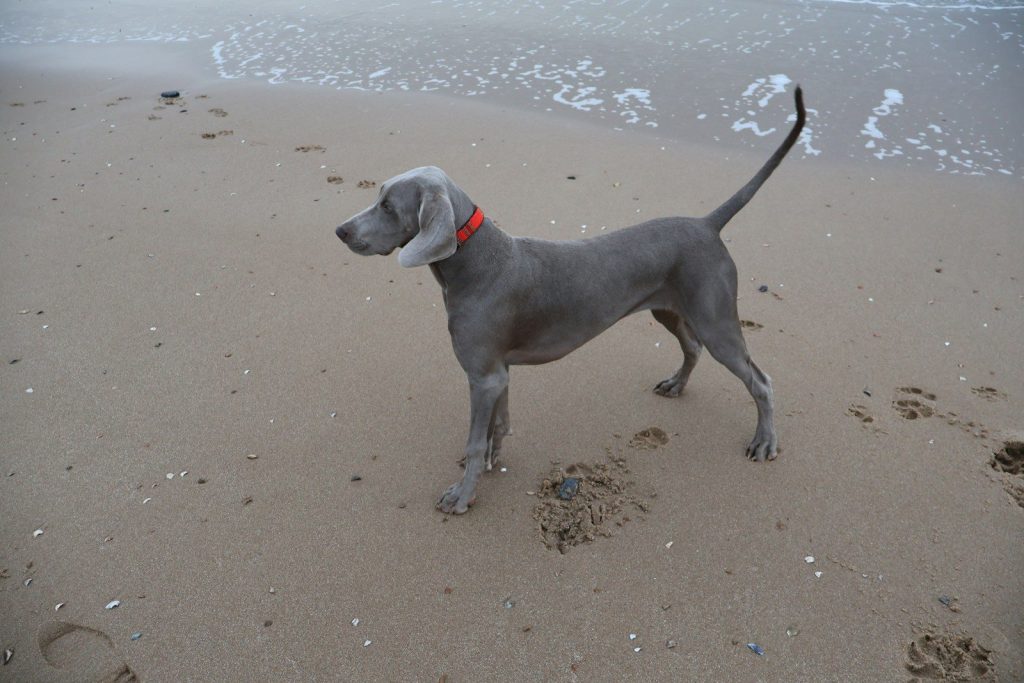 a gray dog standing on top of a sandy beach