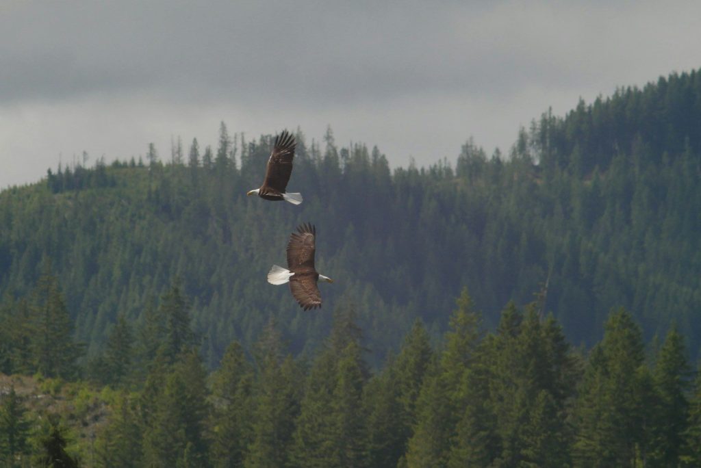 two birds flying in the sky