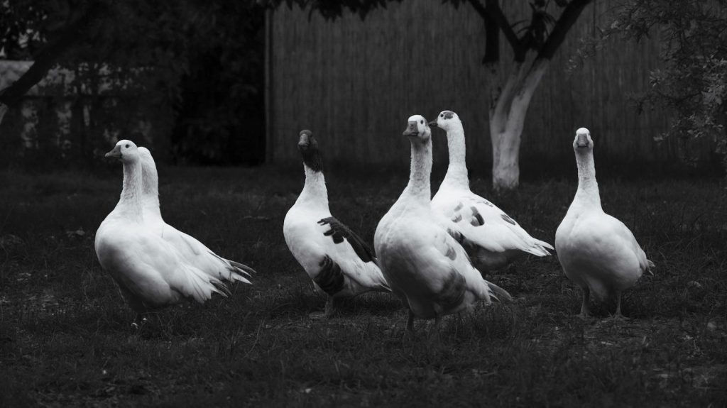 Five white geese stand on a grassy lawn.