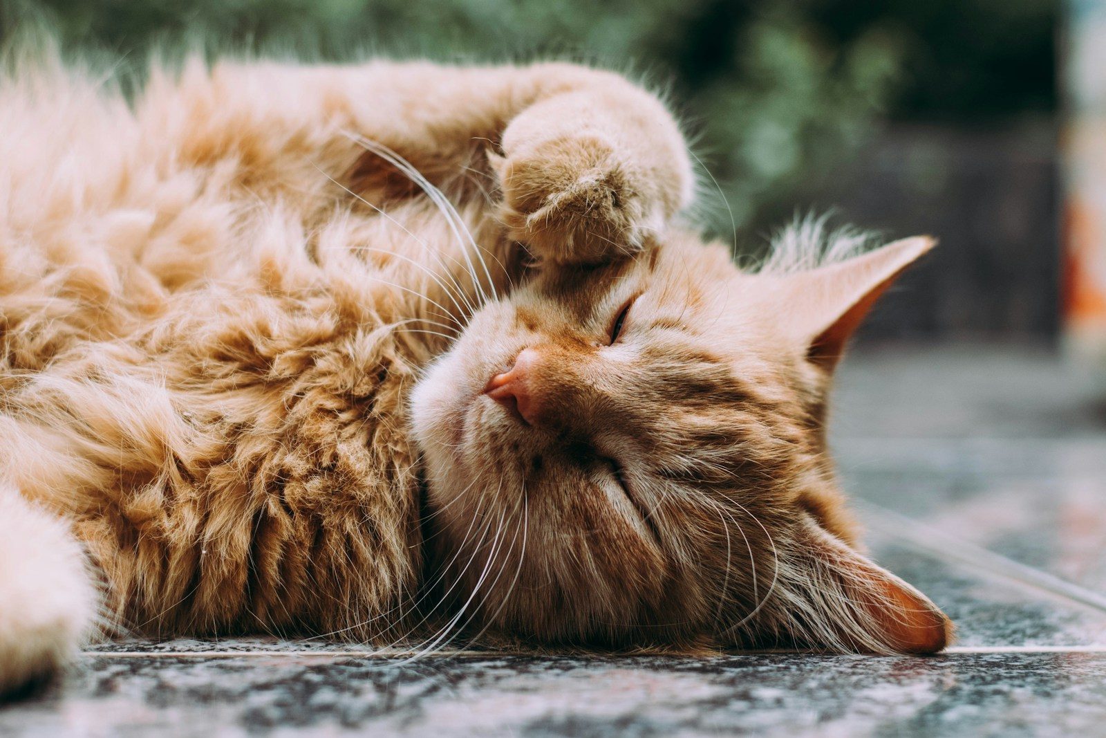 Do Cats Harm the Environment? What Science Really Suggests