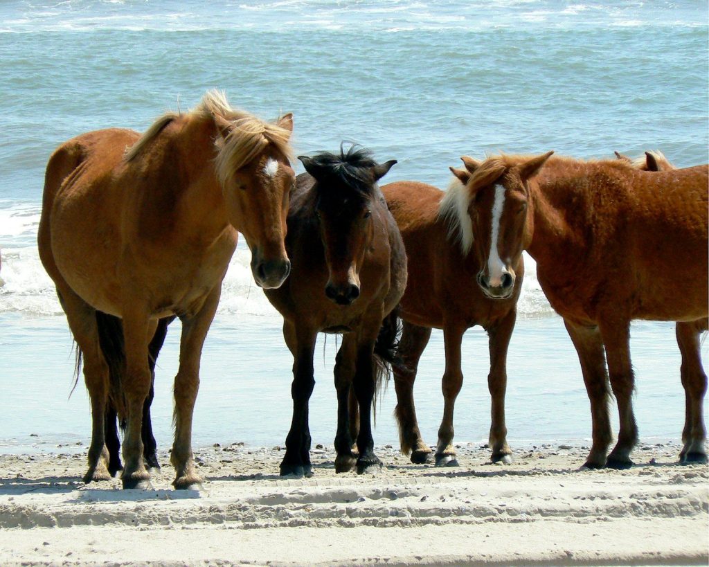 a group of horses on a beach
