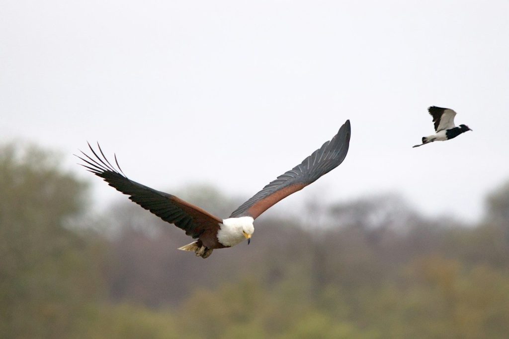 A couple of birds that are flying in the air