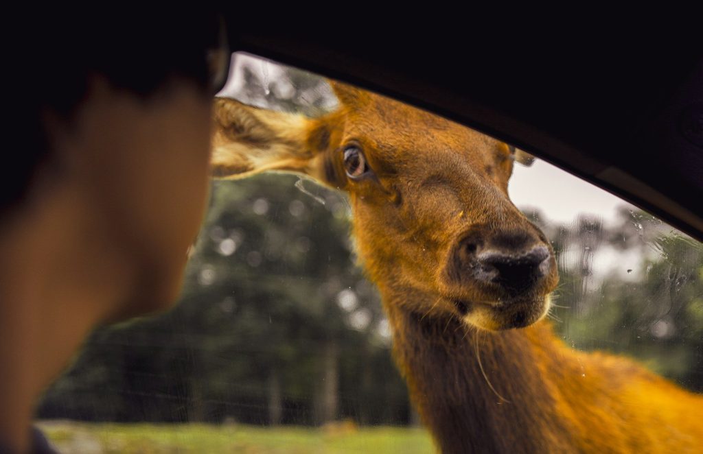 a deer sticking its head out of a car window