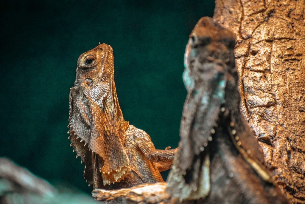 A close up of a lizard on a tree
