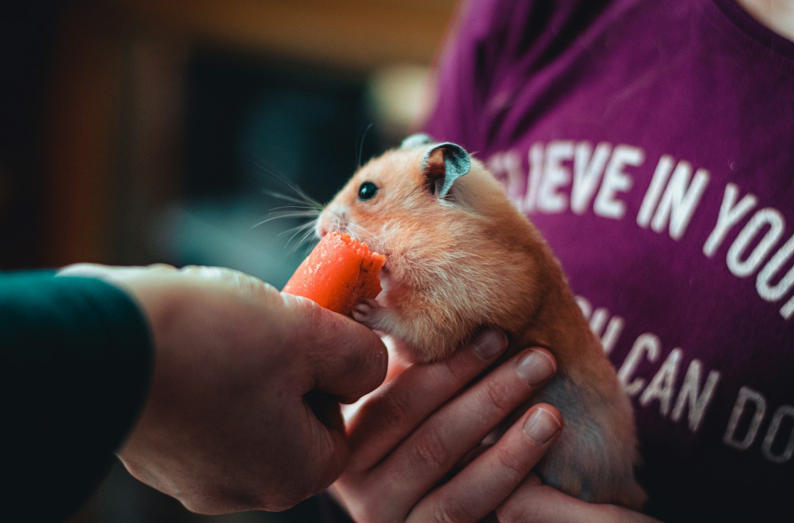 Rome Zoo Serves Frozen Treats to Help Animals Beat Italy’s Extreme Heatwave