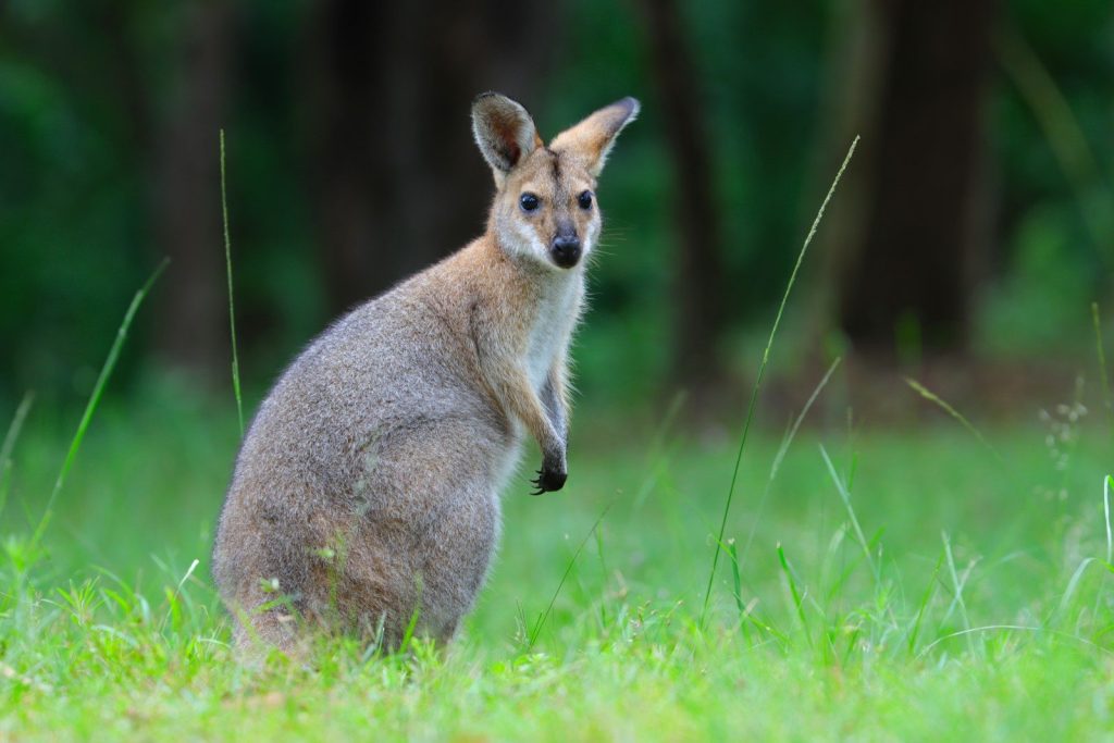 a small kangaroo standing in a grassy field
