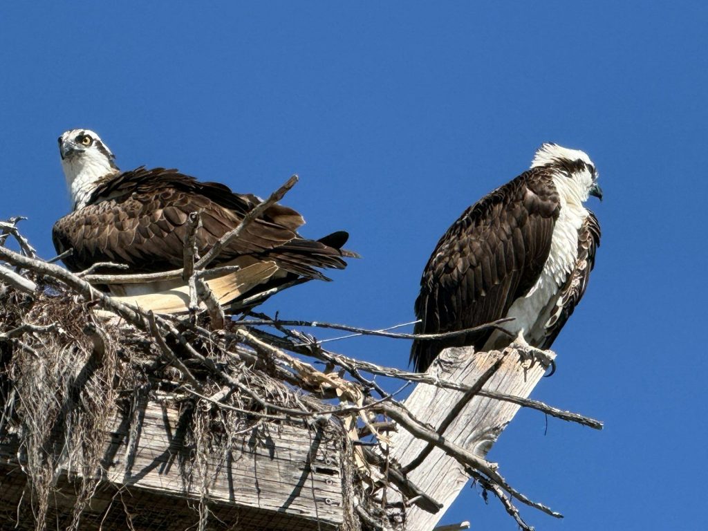 Two osprey birds perched on a wooden structure