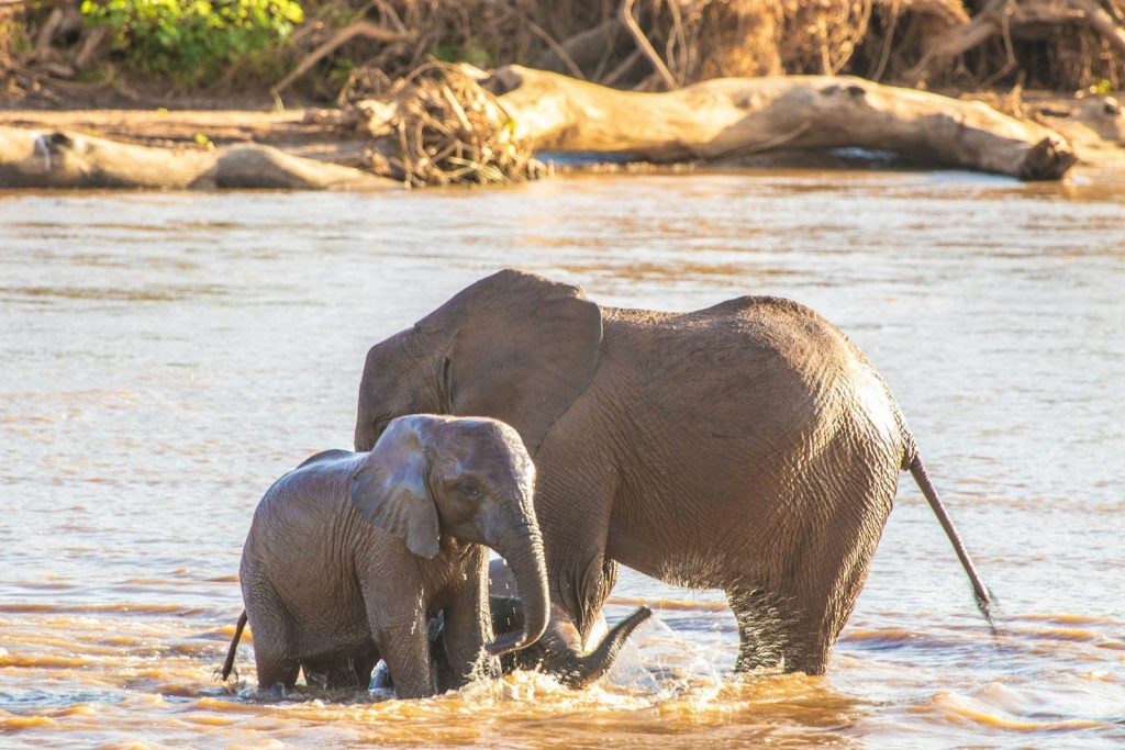 Two elephants wading through a river
