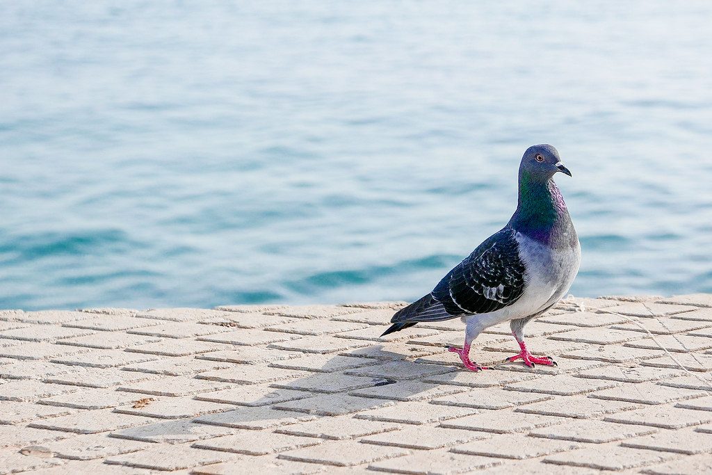 Intelligent Animals With Remarkable Jobs
